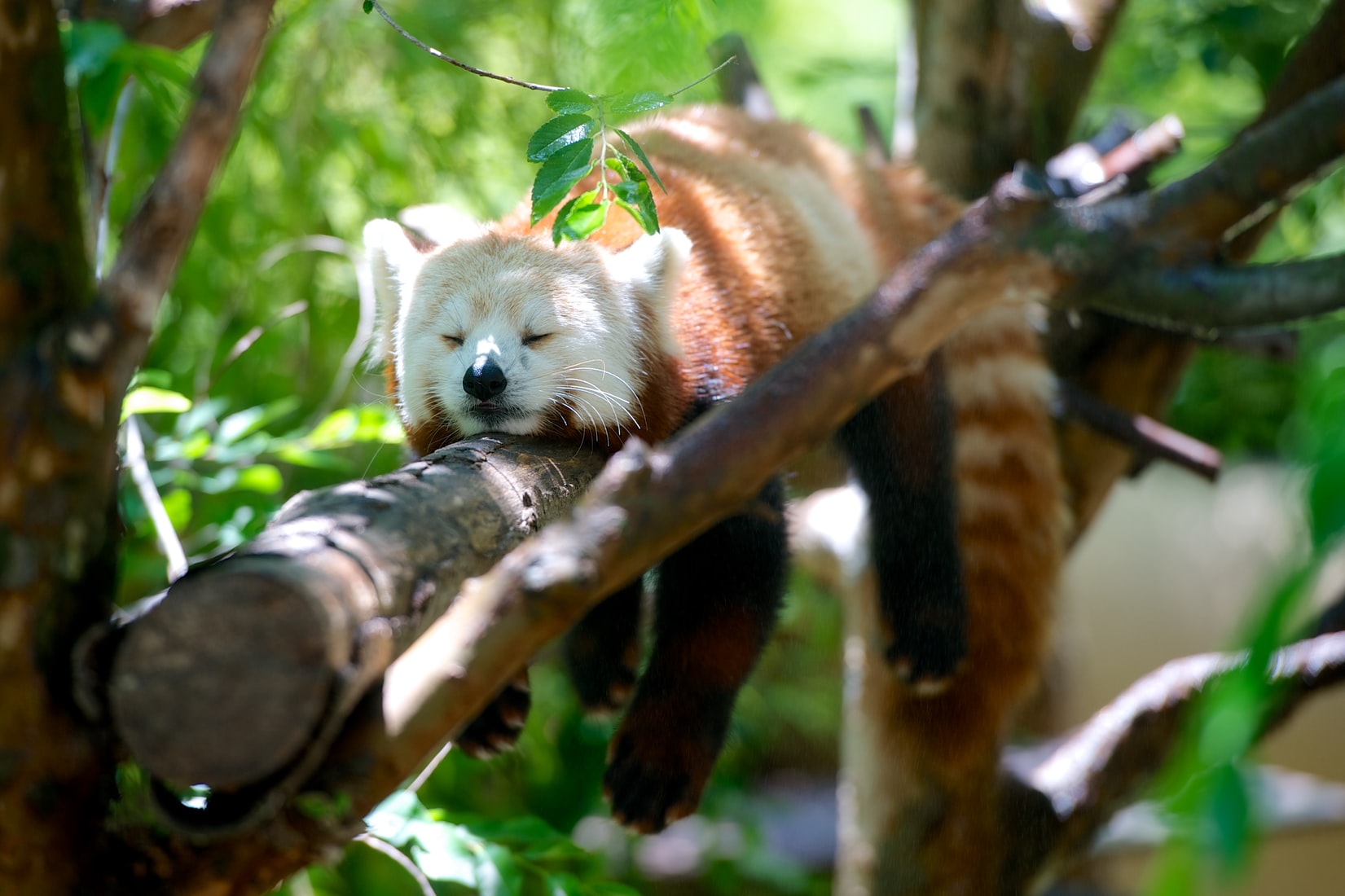 Figure 1: I know the feeling panda... Image credit: [Unsplash](https://unsplash.com/photos/QZwf5yNopUo)