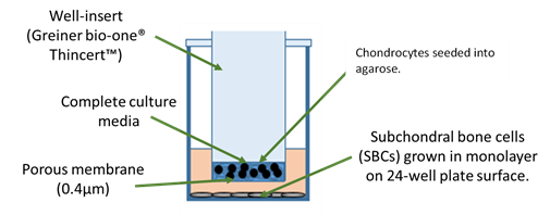 Schematic illustrating the co-culture system of bone and cartilage cells.