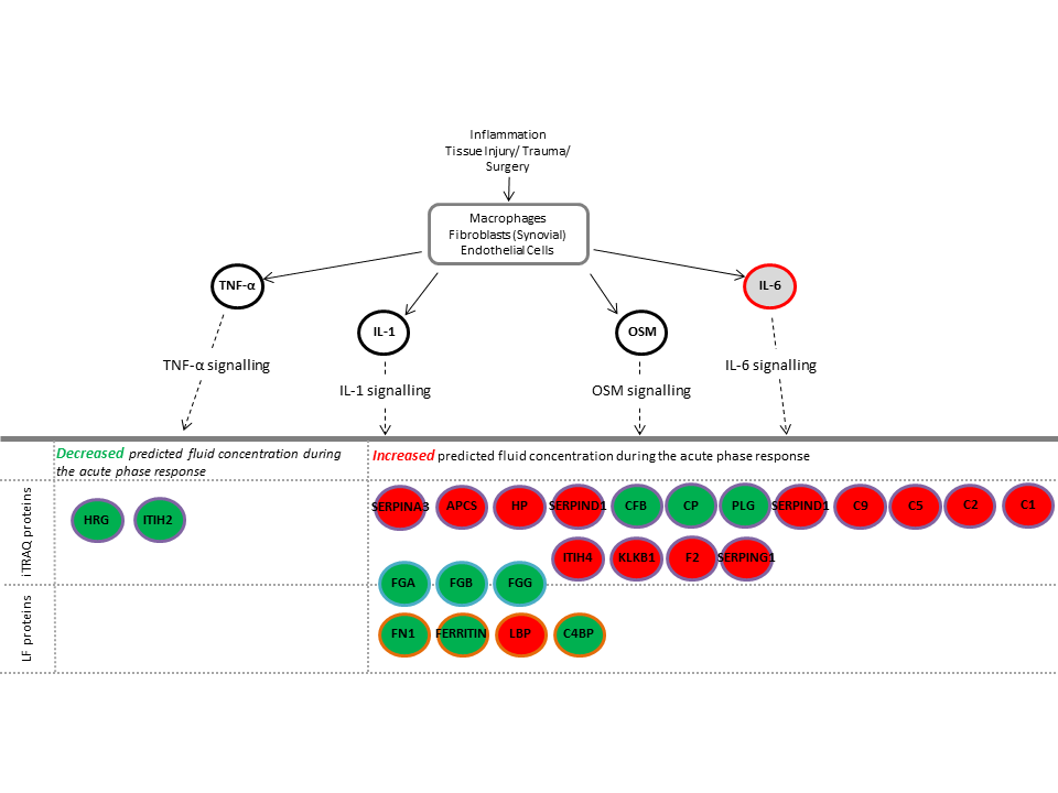 **Acute Phase Signalling is an example of a biological pathway that is altered in people who do poorly following ACI.** Proteins in red were increased and proteins in green were decreased following initial ACI surgery compared to pre-operative levels. This signalling pathway is therefore likely to be a good target for new drugs to improve the outcome for individuals who currently do not benefit from ACI.