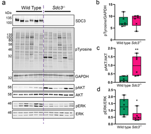 Loss of SCD3 in MSCs causes increased ATK phosphorylation and a reduction in ERK phosphorylation.  (A) representative images of blots used for quantification. SDC3 knockout was confirmed for Sdc3-/- MSCs in each sample (B) Total phosphorylated tyrosine normalised to GAPDH. (C) Phosphorylated AKTSer473 was normalised to total AKT. (D) Phosphorylated ERKThr202/Tyr204 was normalised to total ERK. Quantification was performed using ImageJ.