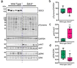 Syndecan-3 plays a role in MSC adhesion and efficacy in an in vivo model of inflammatory arthritis